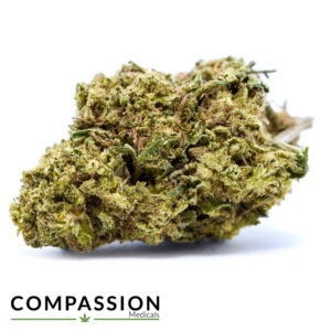 Great White Shark (STAFF FAVOURITE)