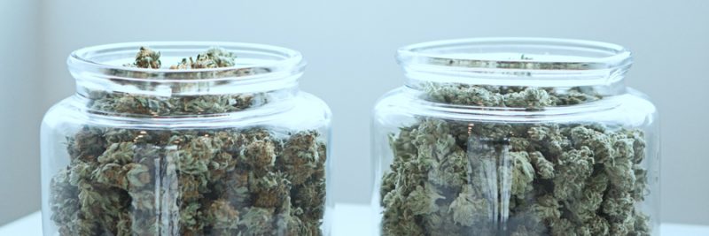 an image of 2 large glasss jars side by side, filled to the brim with cannabis flower.