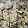 White Rhino